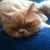 Yuliya_M