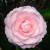 camellia