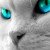 kitti