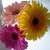 Tanya_Belz