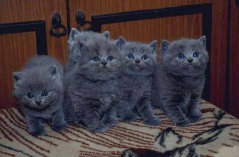 Котята голубые британцы