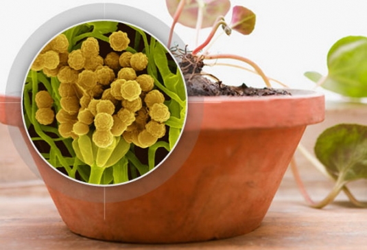 ></p>
<p>Комнатные растения — в горшках могут разрастись споры плесени. Чтобы минимизировать процесс необходимо вовремя удалять старые листья, использовать поддоны и избегать чрезмерного полива.</p>
<p><img decoding=