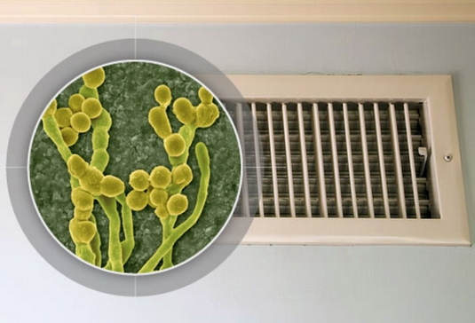 ></p>
<p>Кондиционер помогает нам в борьбе с аллергенами, но может и явиться их источником, если по мере скопления пыли. В нем разрастутся плесневые грибы. В таком случае необходима помощь специалистов.</p>
<p>Любая мама хочет видеть своего ребенка здоровым. И если для этого понадобится упорная война с невидимым врагом — боевые действия будут упорными и беспощадными к источникам аллергии.</p>
<p>Но, все-таки, лучше не оставить врагу ни единого шанса для проникновения в наши жилища.</p>
<p>Фото:www.webmd.com</p>
<p>Источник: <a href=