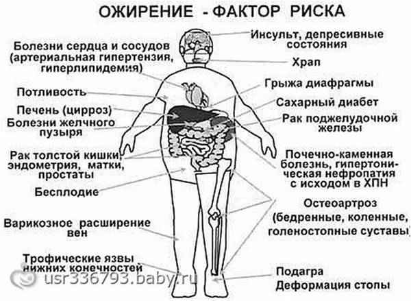 В вашем жире органов не обнаружено, или Что с нами делает лишний вес?