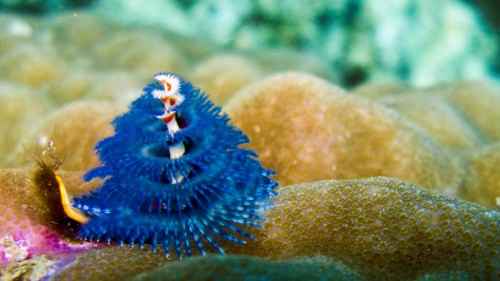 Новогодняя елка