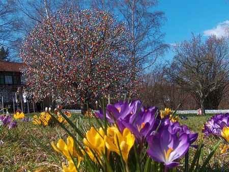 Фотофакт пасхальное дерево