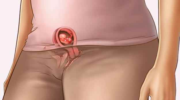 Календарь беременности, 6 неделя беременности, шестая неделя беременности