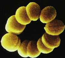 пневмококк