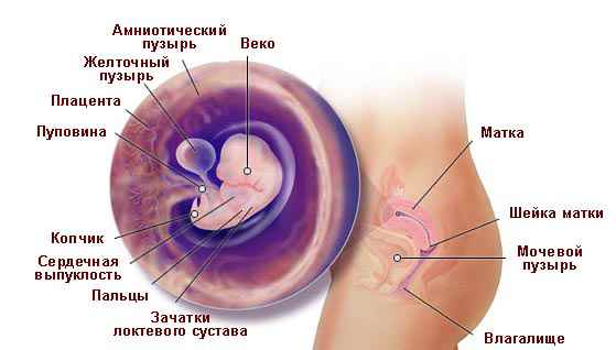 5 неделя беременности, пятая неделя беременности. календарь беременности