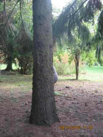 фотографии беременных