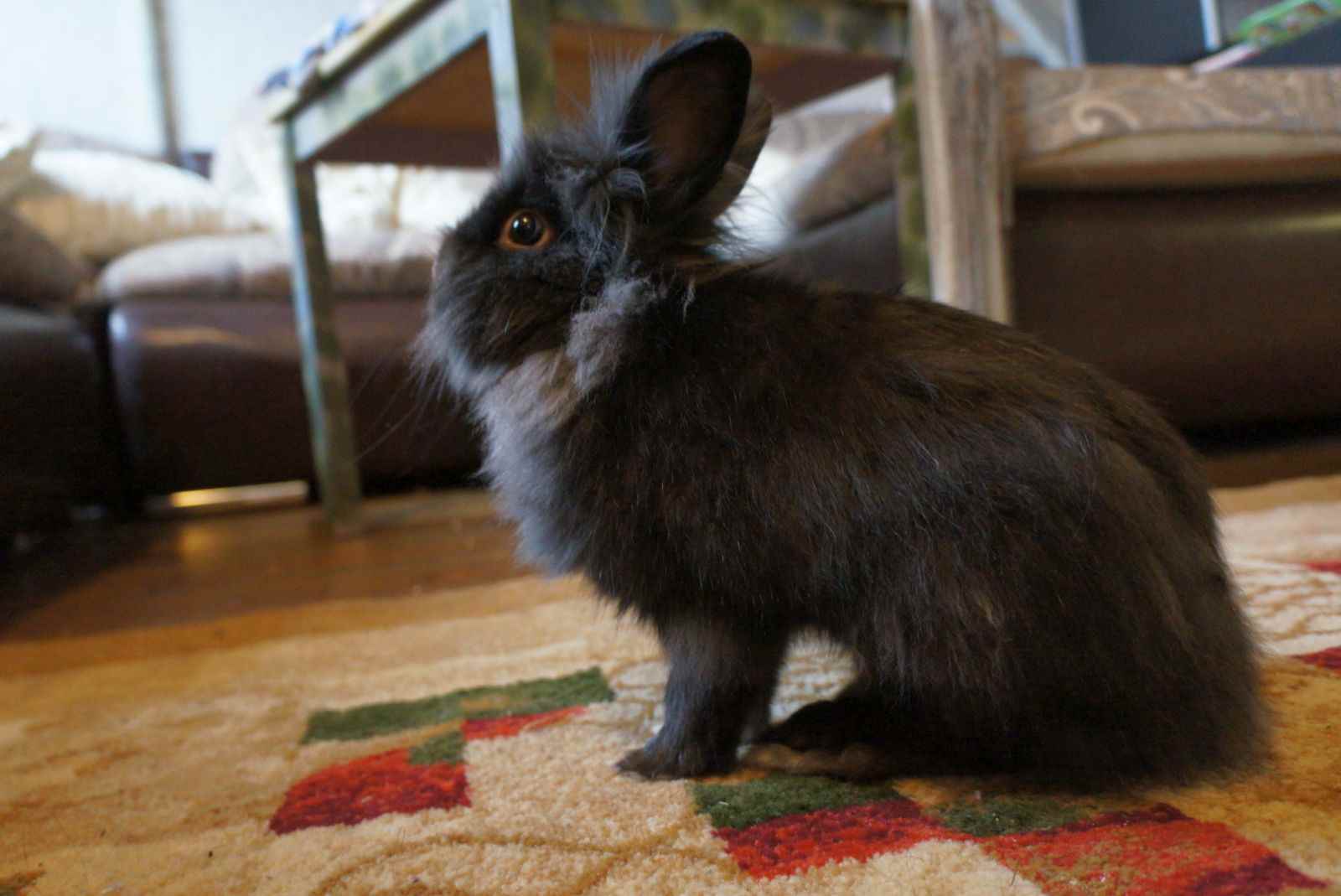 Кролики, деревья и кормушки – нескучные забавы для детей