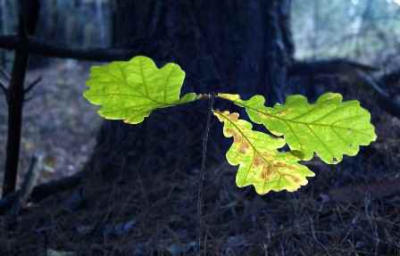 Росток дуба