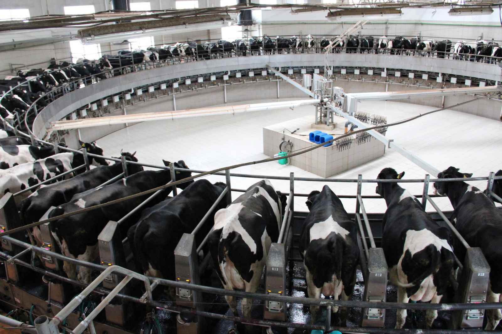 Польза молока