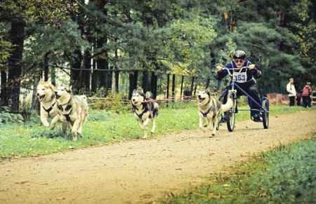 Гонки на собачьих упряжках