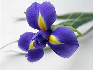 срезанные цветы