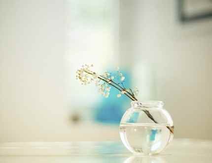 Выгонка веток зимой